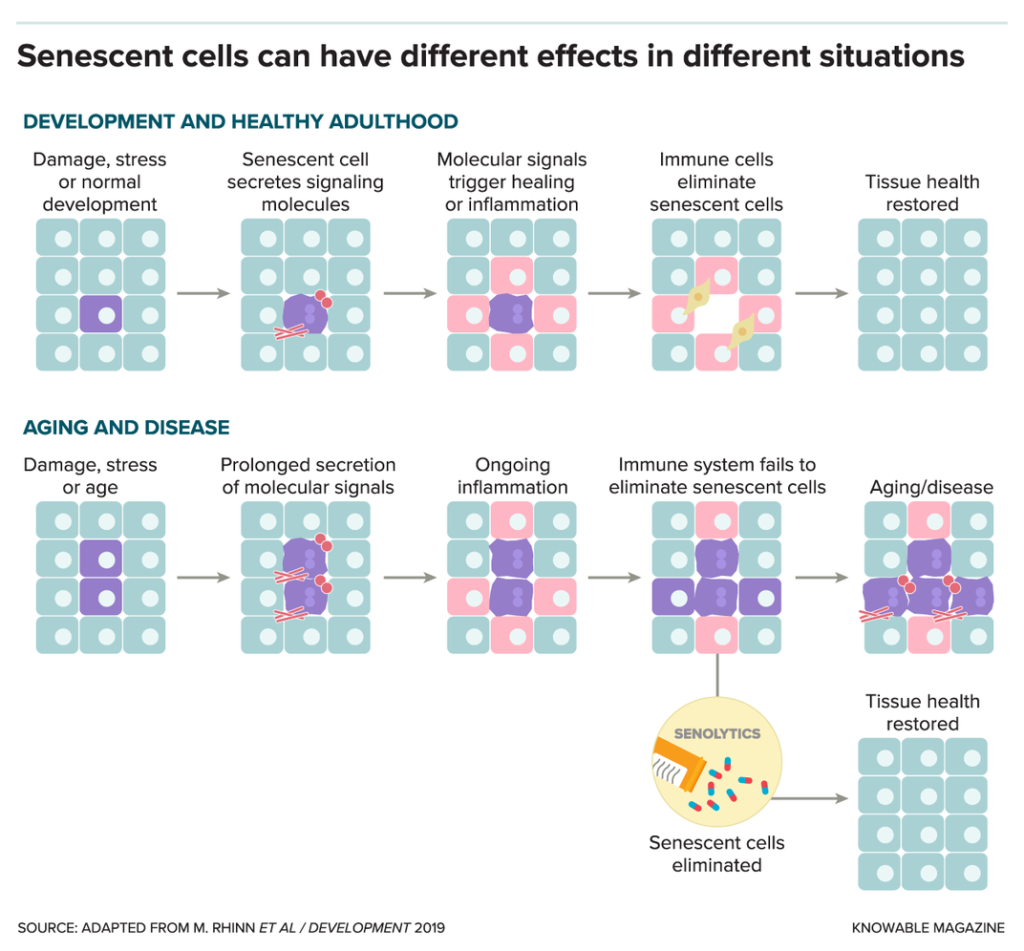 senscent cells